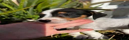 Jack Russell cani in vendita: Jack russell  - Annuncio 1