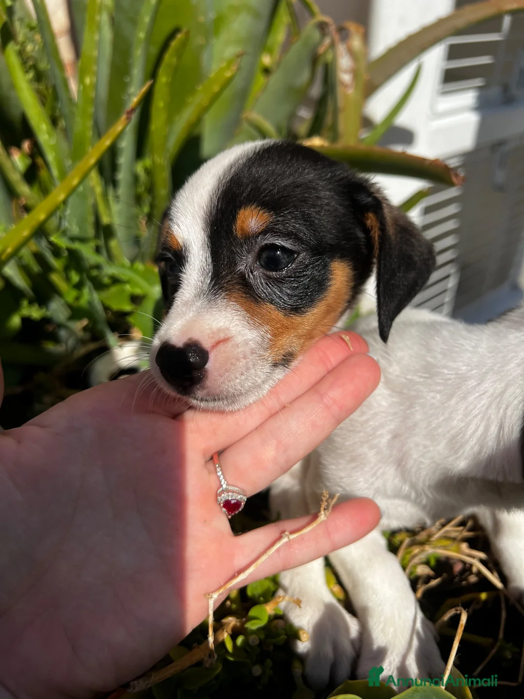 Jack Russell cani in vendita: Jack russell  - Annuncio 1