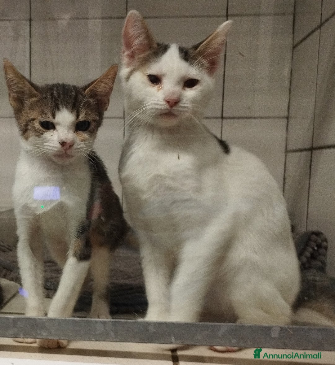 Europeo gatti in regalo: Picchio e poldino cercano casa - Annuncio 7