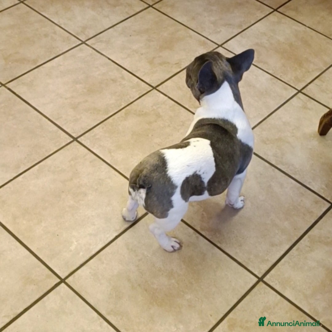 Bulldog Francese cani in vendita: Bulldog francesi esotiche - Annuncio 7