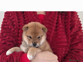 Shiba Inu cani 2 bellissime femmine rosse shiba inu disponibili - Annuncio 1