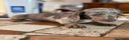 Bassotto cani in vendita: Cucciolo di Bassotto - Annuncio 3