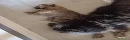 Volpino Pomerania cani in vendita: Spitz di Pomerania NANO - Annuncio 2