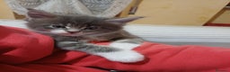 Maine Coon gatti in vendita: Cuccioli Maine Coon - Annuncio 2