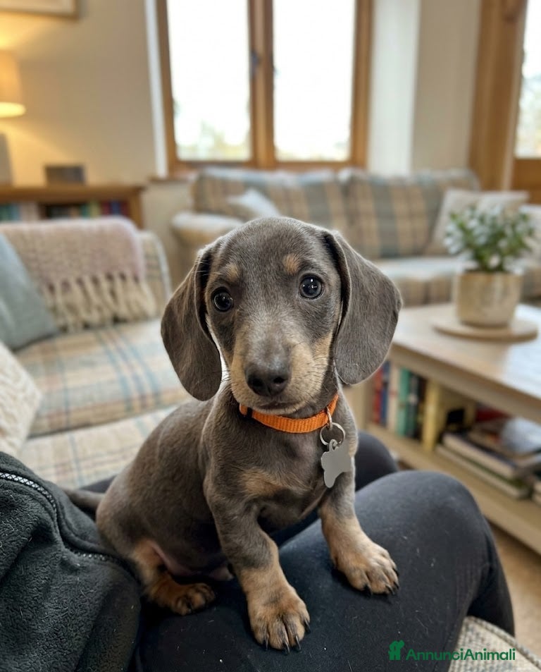 Bassotto cani Bassotto nano tedesco manto blu - Annuncio 1