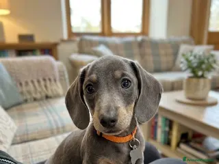 Bassotto cani Bassotto nano tedesco manto blu - Annuncio 1