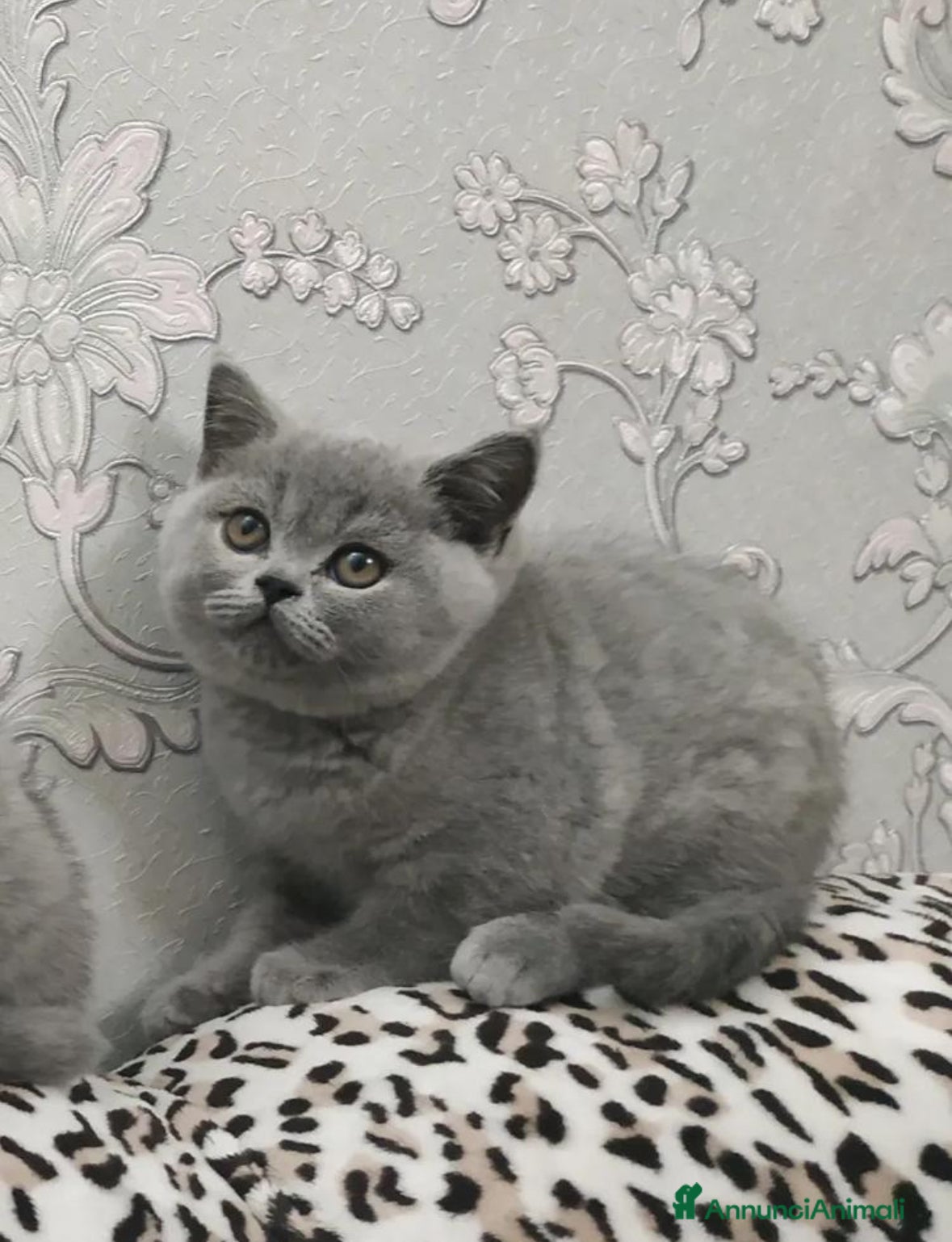 British gatti British Shorthair  - Annuncio 2