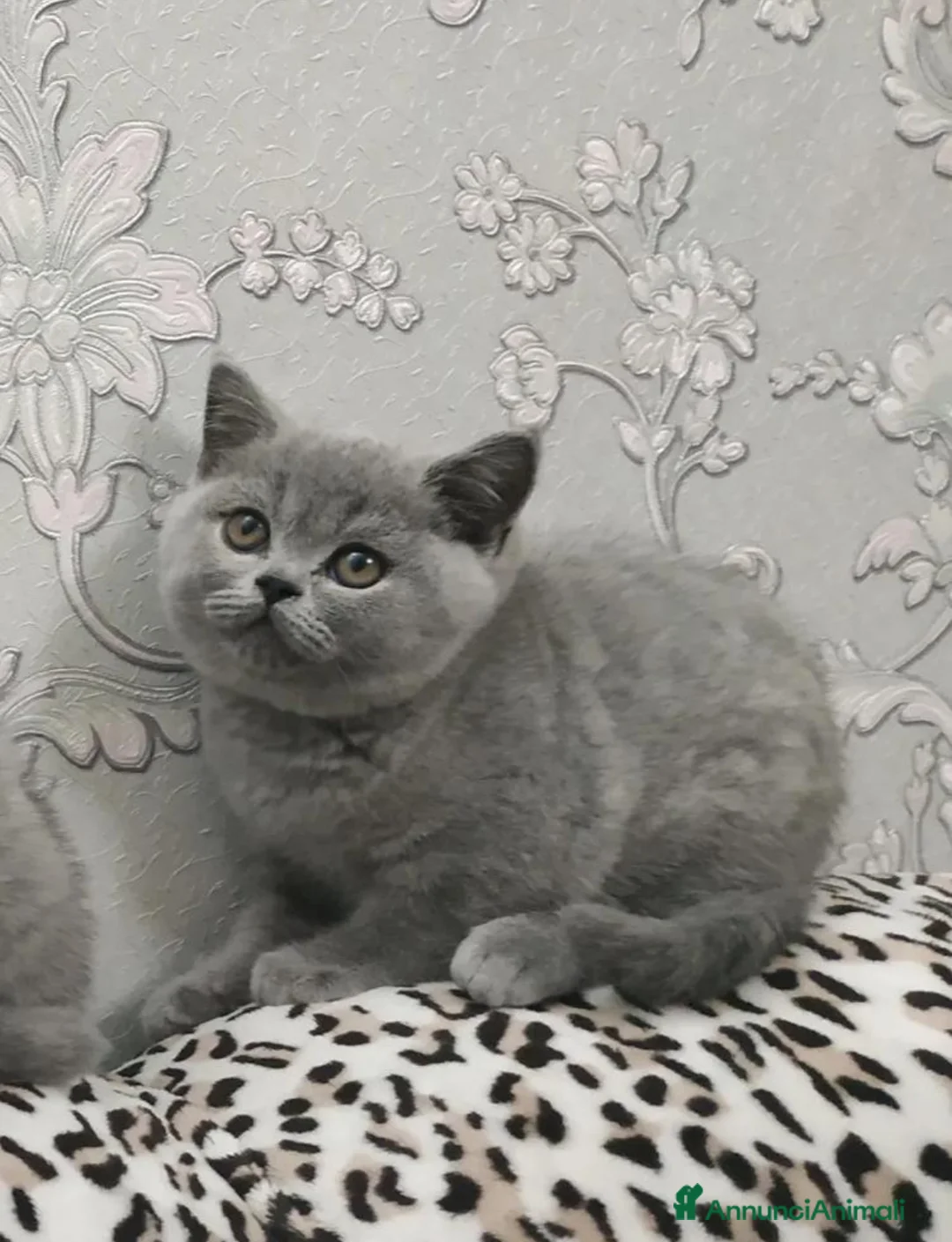 British gatti in vendita: British Shorthair  - Annuncio 2