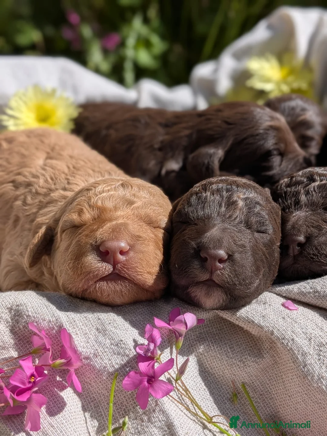 Lagotto cani in vendita: CUCCIOLI LAGOTTO ROMAGNOLO ❤️ - Annuncio 2