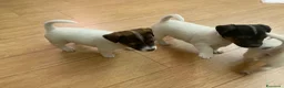 Jack Russell cani in vendita: Cuccioli jack russel  - Annuncio 7