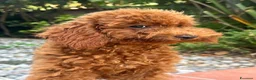 Barboncino Toy cani in vendita: Barboncine Toy rosso/fulvo - Annuncio 13