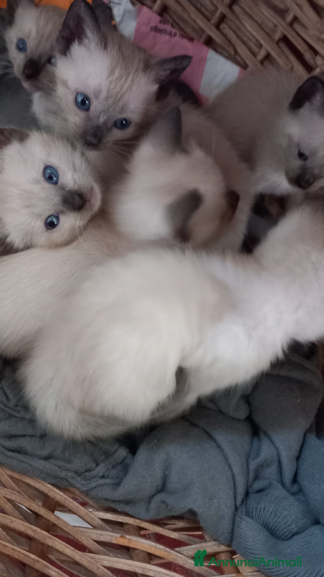 Siamese gatti in vendita: Bellissimi Thai - Annuncio 8