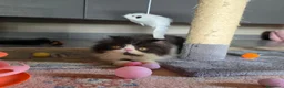 Persiano gatti in vendita: Gatti persiani  - Annuncio 9