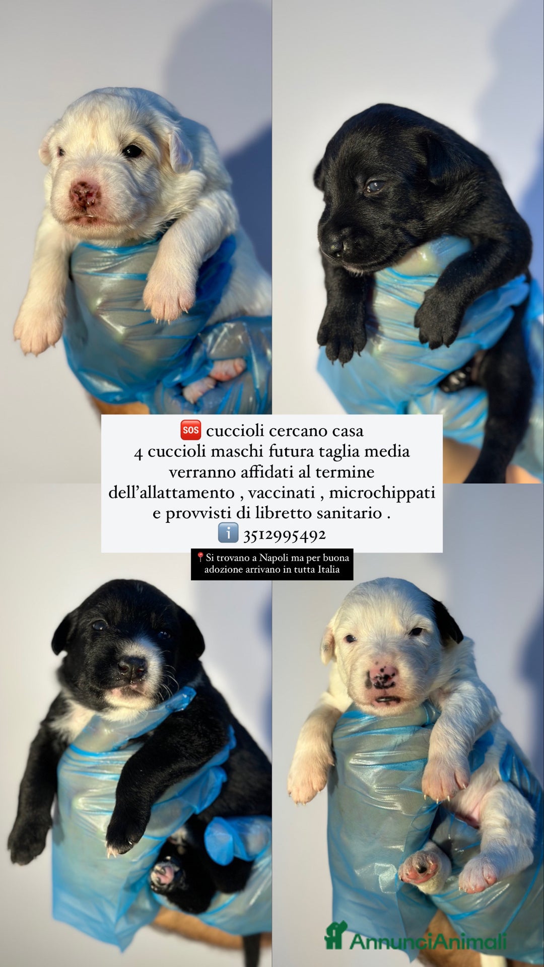Altre razze cani in regalo: 🆘 CUCCIOLI CERCANO CASA  - Immagine 2