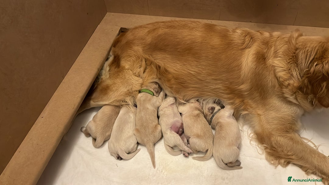 Golden Retriever cani in vendita: Cuccioli di Golden Retriever Angloamericani - Annuncio 8