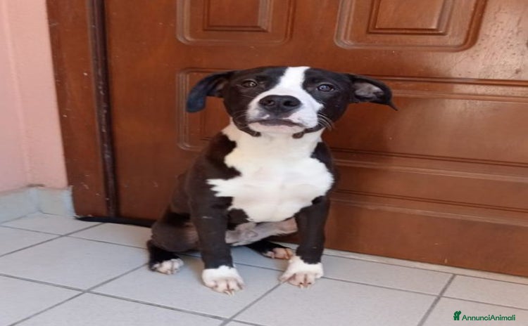 Pitbull cani a Città Metropolitana di Firenze - Annuncio 15