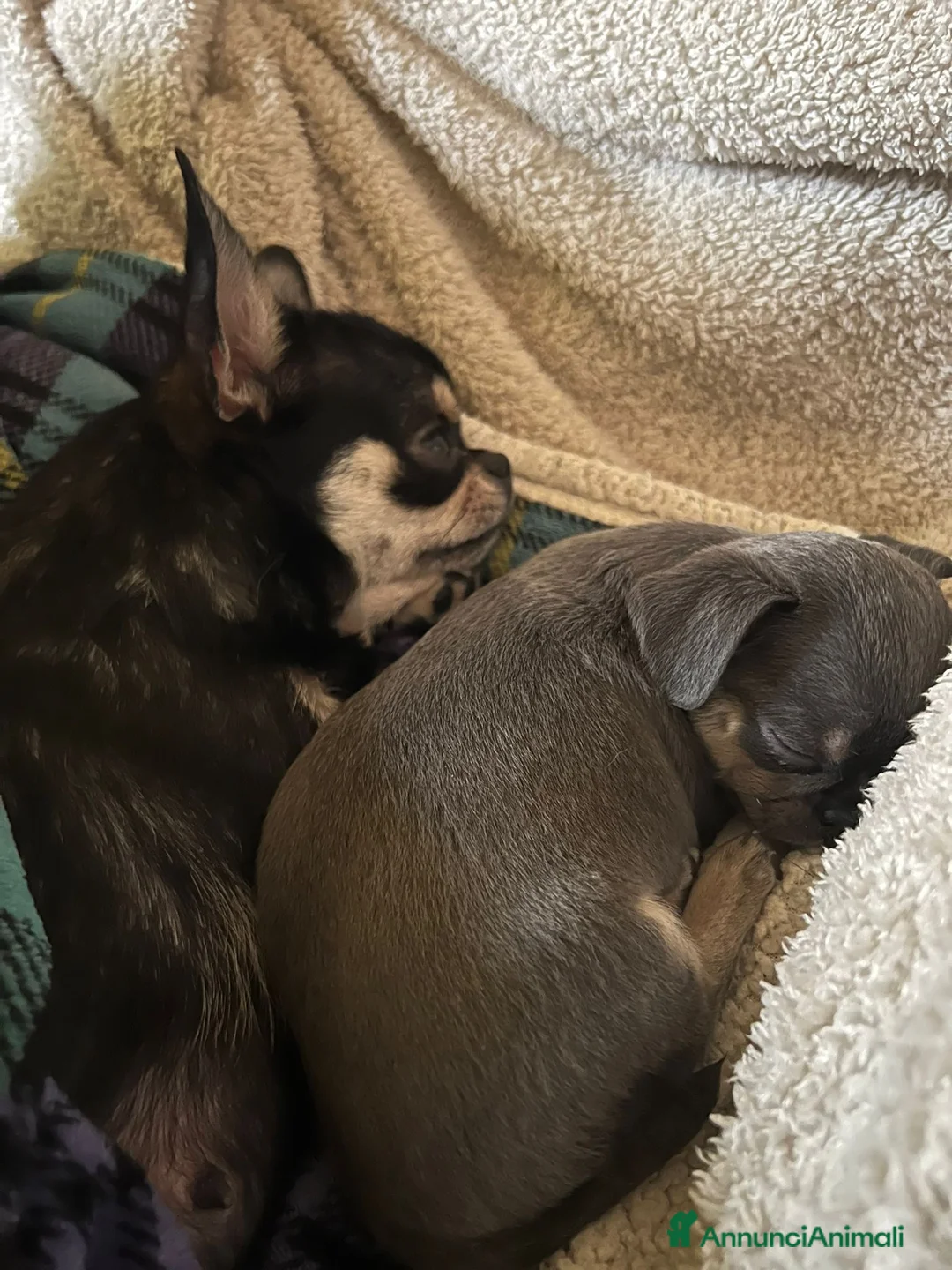 Chihuahua cani in vendita: Zampe felice🐾🐾🐾 - Annuncio 8