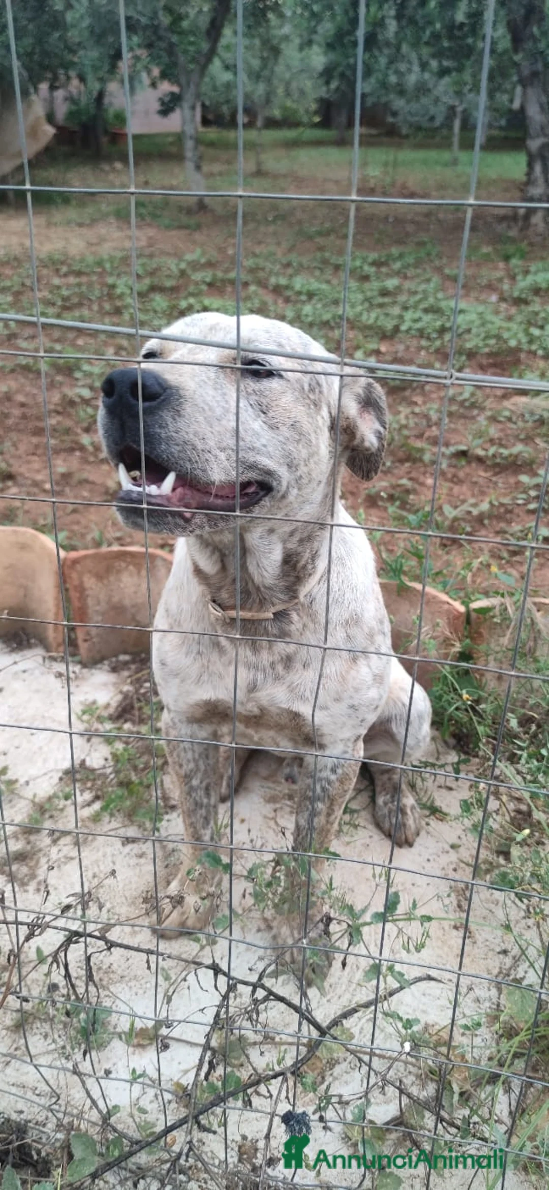 Meticcio cani in regalo: Molossino 18mesi solo tutto il giorno.CALABRIA SOS a Città metropolitana di Milano - Annuncio 2