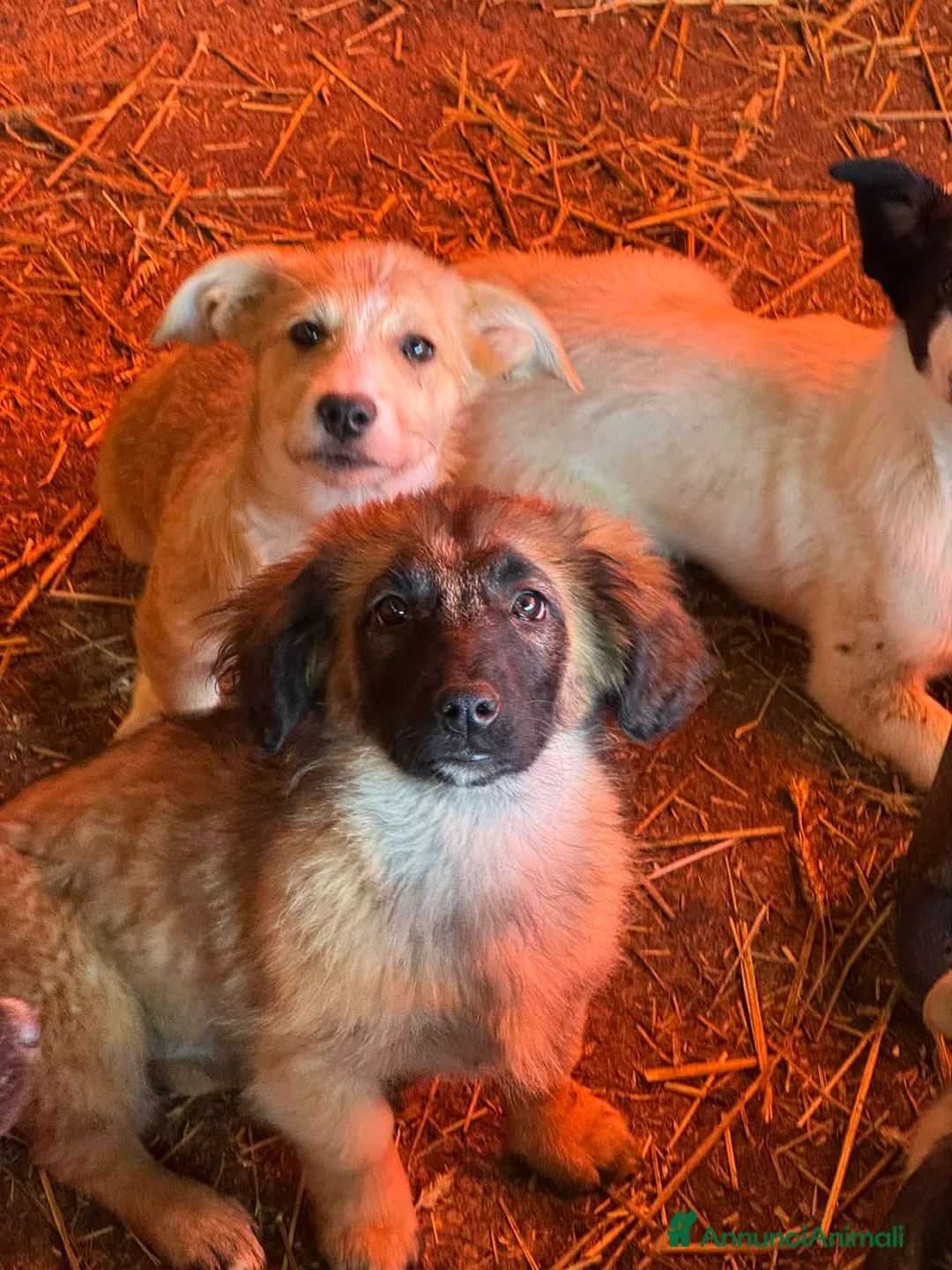 Meticcio cani in regalo: V PUPPIES: 5 dolcissimi cuccioli tg MEDIO-PICCOLA! - Annuncio 12