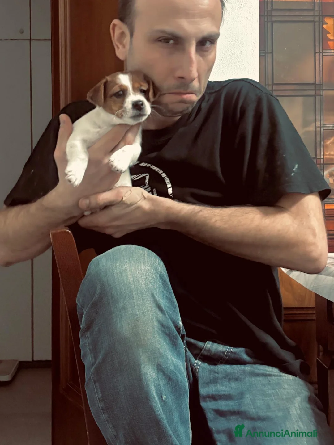 Jack Russell cani in vendita: Stupendi cuccioki di Jack Russel - Annuncio 12