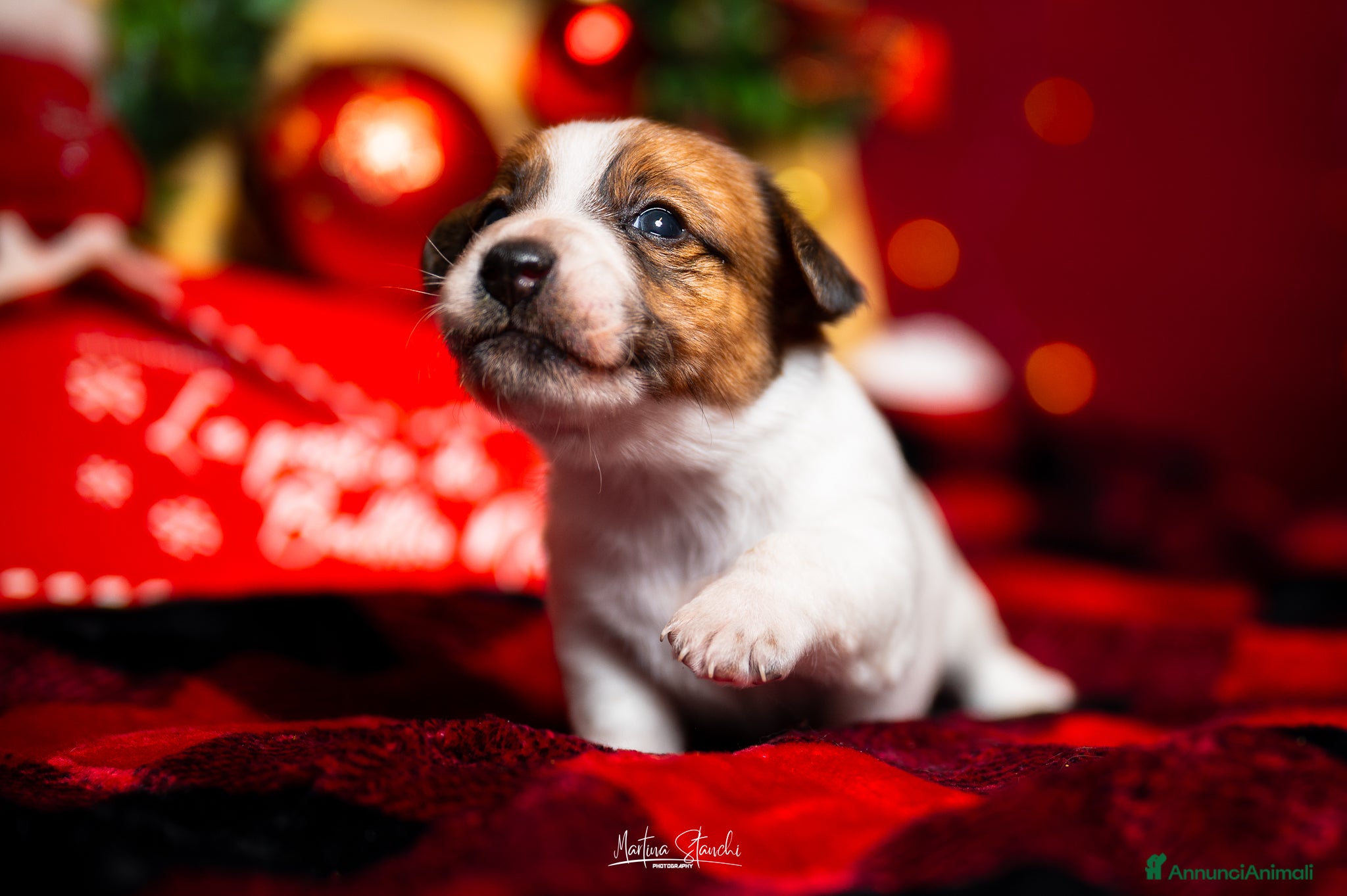 Jack Russell cani Jack russell terrier  - Annuncio 2
