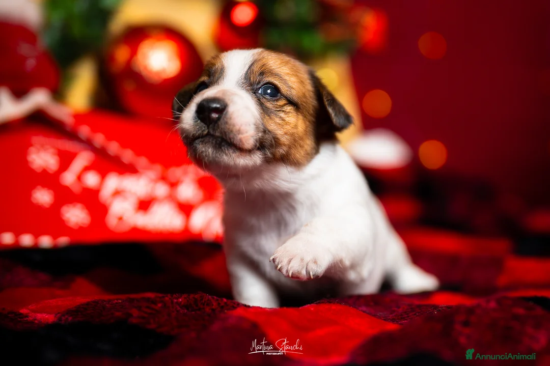 Jack Russell cani in vendita: Jack russell terrier  - Annuncio 2