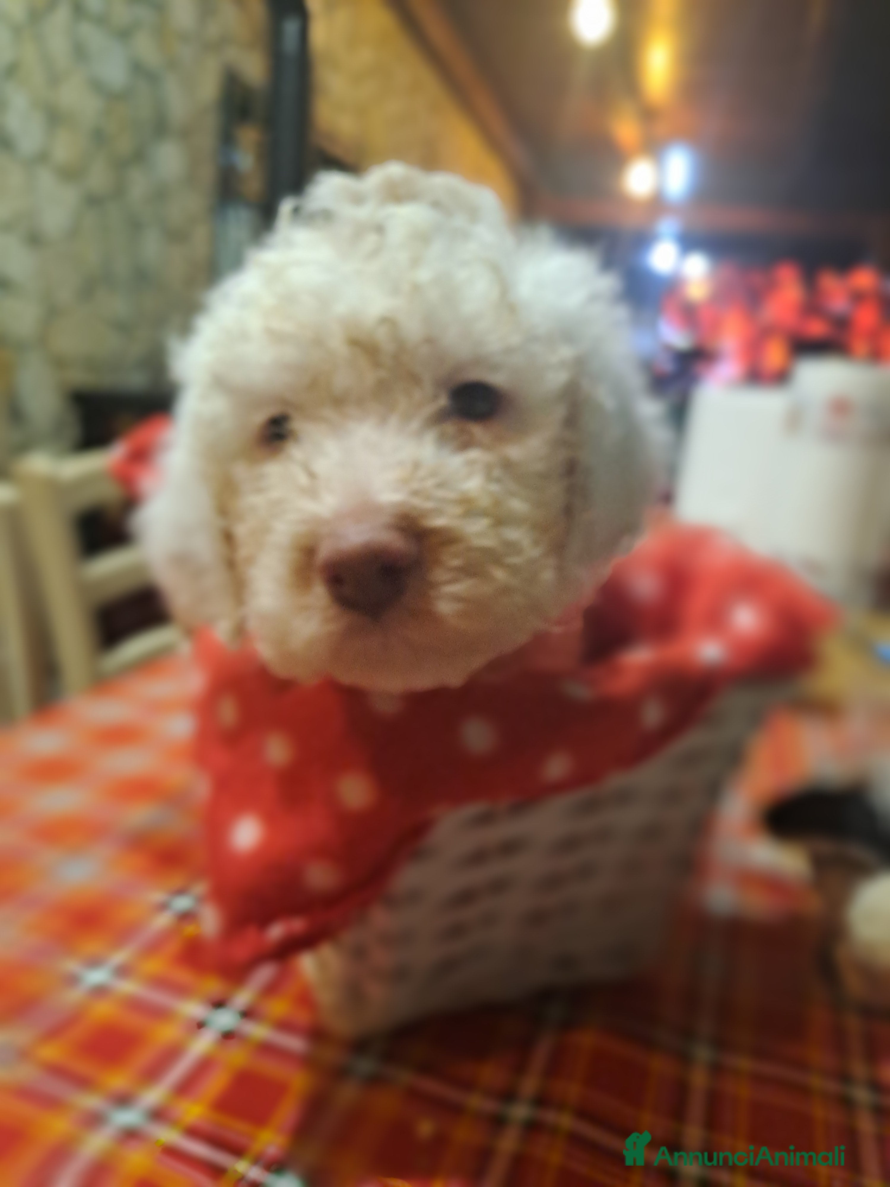 Lagotto cani Cuccioli di Lagotto Romagnolo  - Annuncio 2