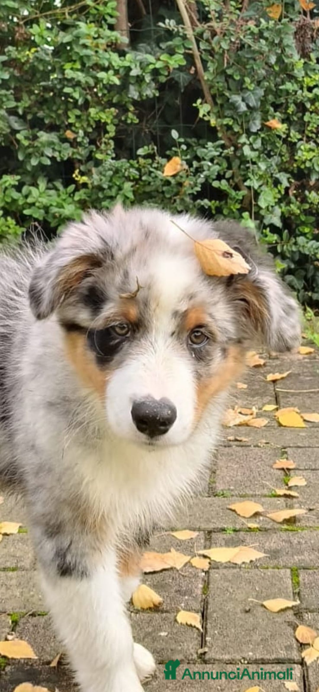 Australian Shepherd cani per accoppiamento: Cane da riproduzione - Annuncio 13
