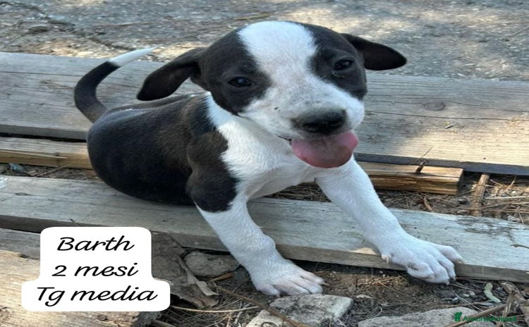 Meticcio cani a Provincia di Brescia - Annuncio 2