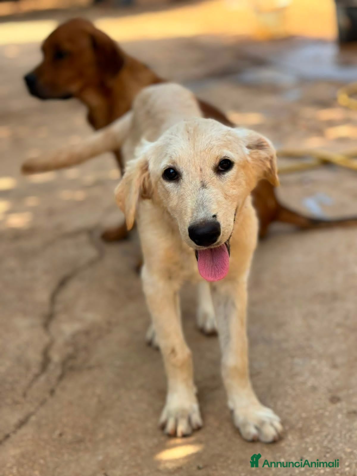 Meticcio cani limone e federico - Annuncio 29