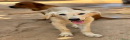 Meticcio cani in regalo: limone e federico - Annuncio 1
