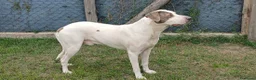 Meticcio cani in regalo: PONY DOPO TANTA SOFFERENZA HA BISOGNO DI UNA CASA - Annuncio 4
