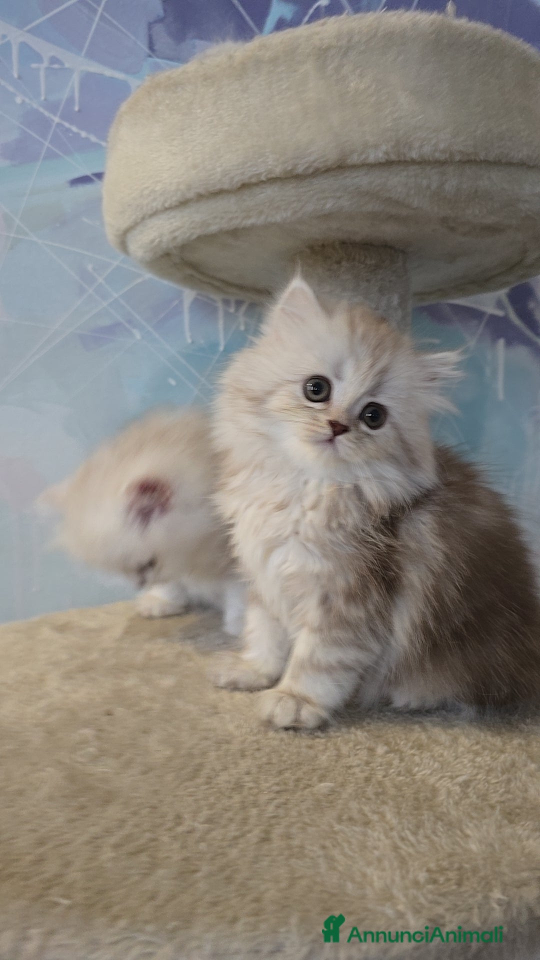 Scottish gatti in vendita: Scottish Fold e Straight  - Annuncio 13