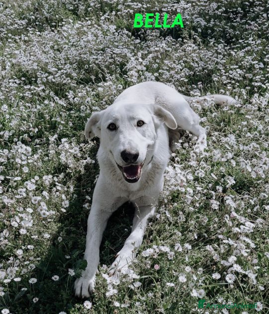 Meticcio cani in regalo: BELLA 2anni buona festosa tg media a Città Metropolitana di Firenze - Immagine 2