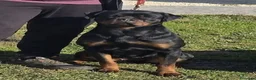 Rottweiler cani in vendita: Cuccioli Rottweiler - Annuncio 14