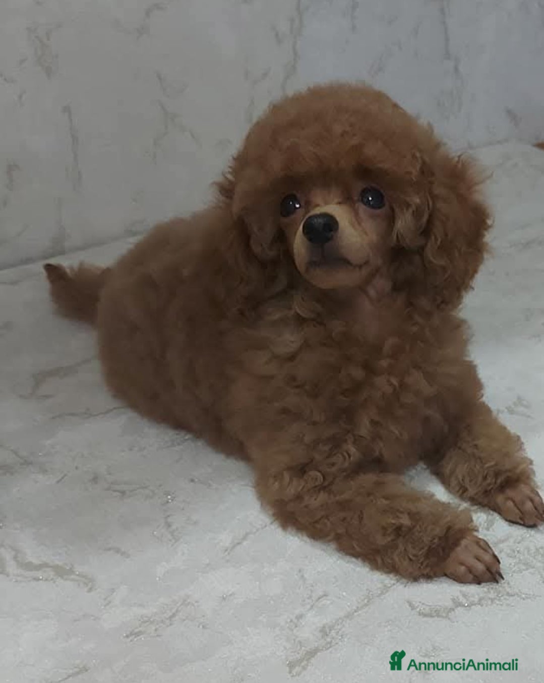 Barboncino Toy cani Barboncino mini toy e toy  - Annuncio 1