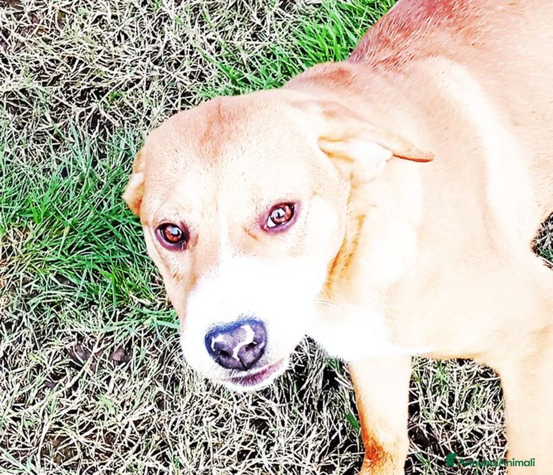 Meticcio cani in regalo: Cucciola Darling di nome e di fatto a Provincia di Latina - Annuncio 5