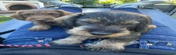 Bassotto cani in vendita: Cucciolo di Bassotto Standard pelo Duro - Annuncio 9