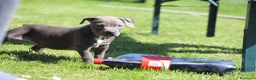 Pitbull cani in vendita: Allevamento dispone di cuccioli di Pit Bull - Annuncio 37