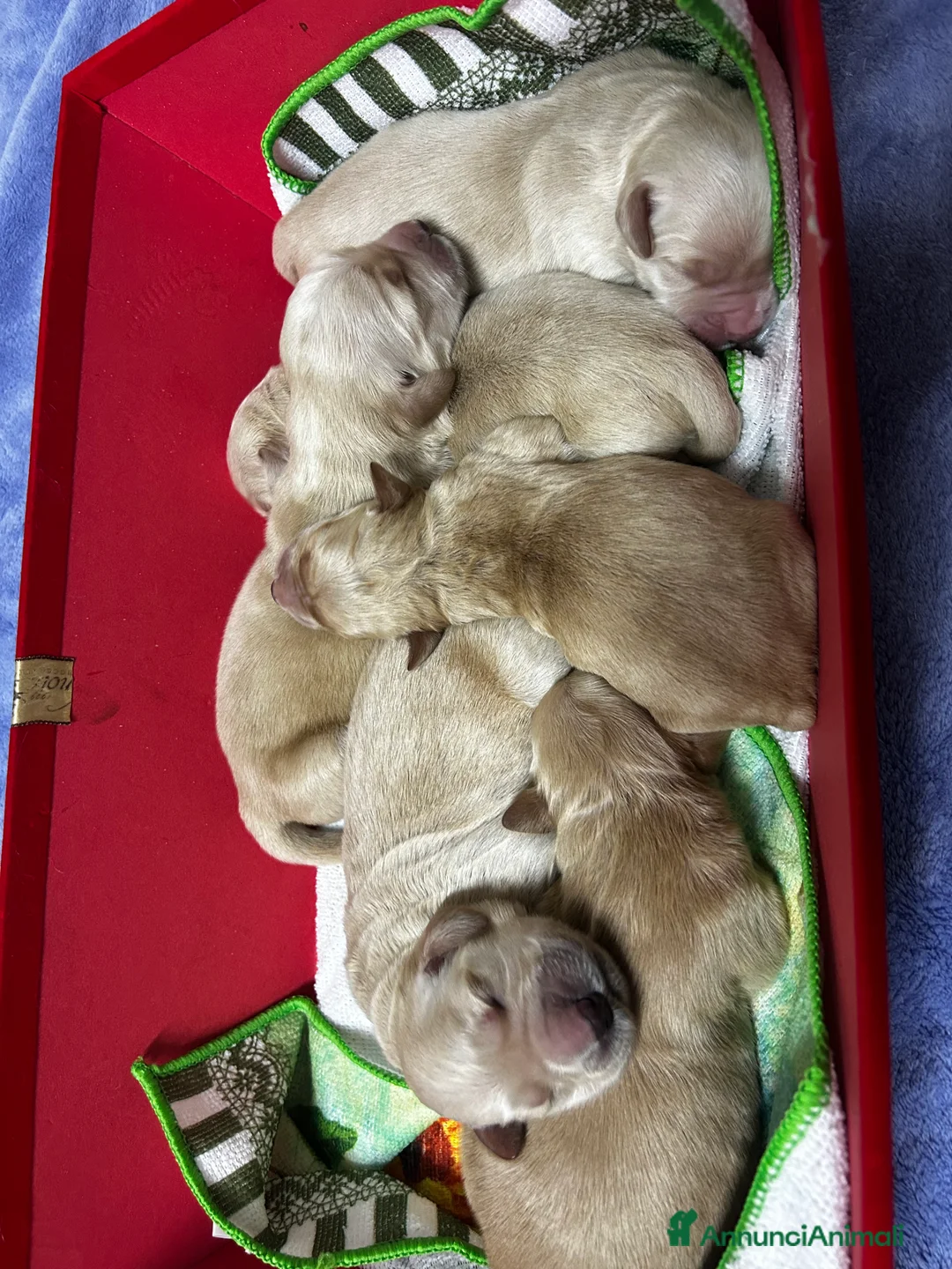 Golden Retriever cani in vendita: Golden Retrivers americani  - Annuncio 11