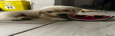 Golden Retriever - Altaria