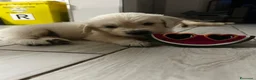 Golden Retriever cani in vendita: Cuccioli disponibili - Golden retriever - Annuncio 4