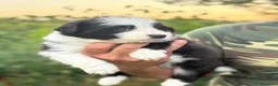 Border Collie cani in vendita: Cuccioli di border collie a Provincia di Pistoia - Annuncio 4
