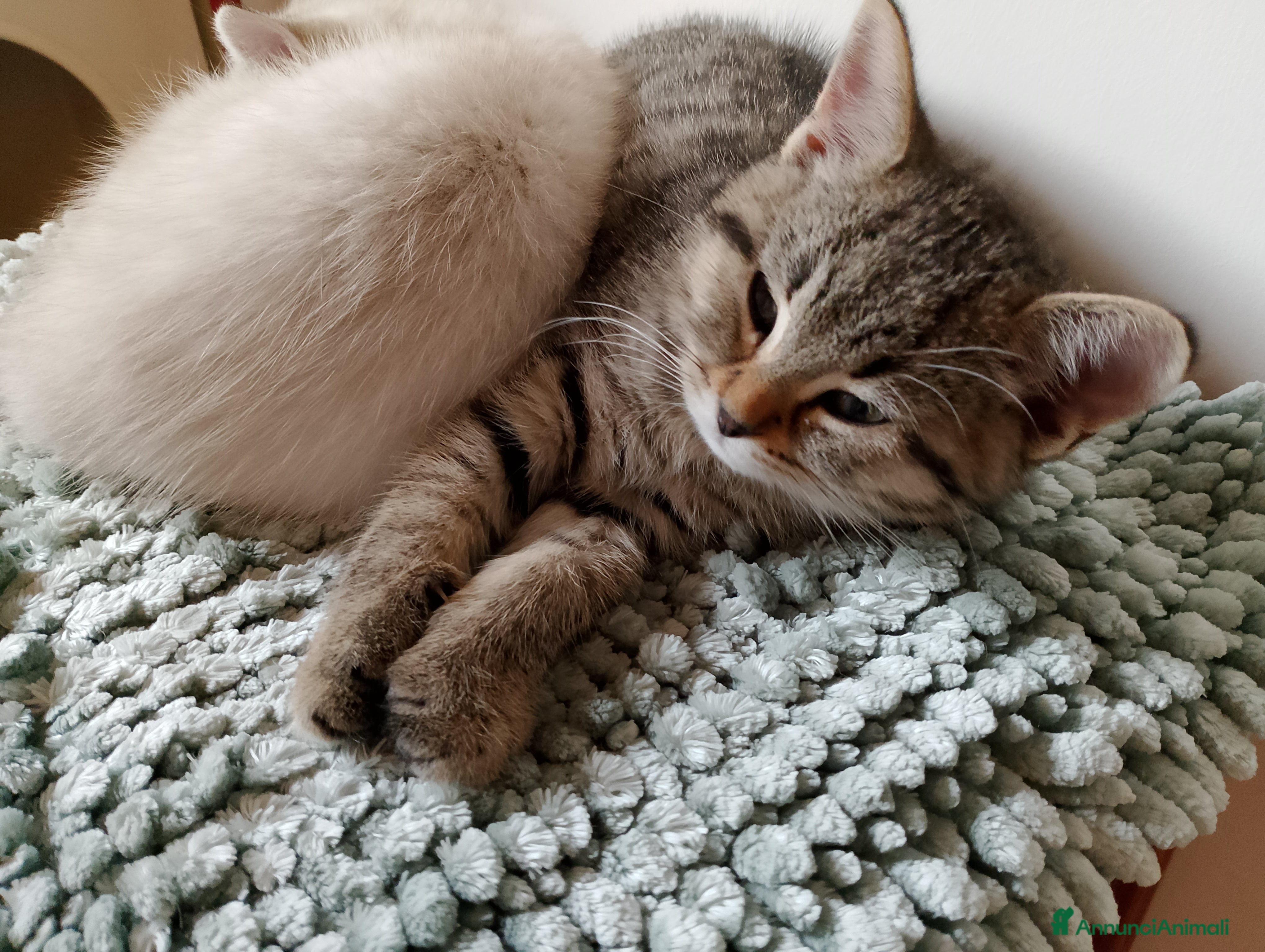 Meticcio gatti Gattini  - Annuncio 1