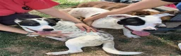 Meticcio cani in regalo: Rosa, un fiore di rara bellezza - Annuncio 3