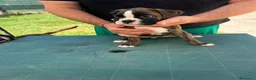 Boxer cani in vendita: Cuccioli di boxer - Annuncio 4