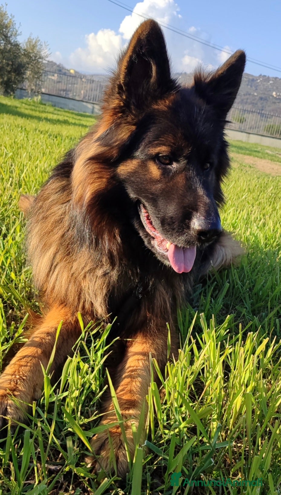 Pastore Tedesco cani Cuccioli pastore tedesco  - Annuncio 1