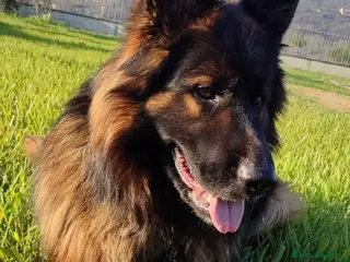 Pastore Tedesco cani Cuccioli pastore tedesco - Annuncio 24