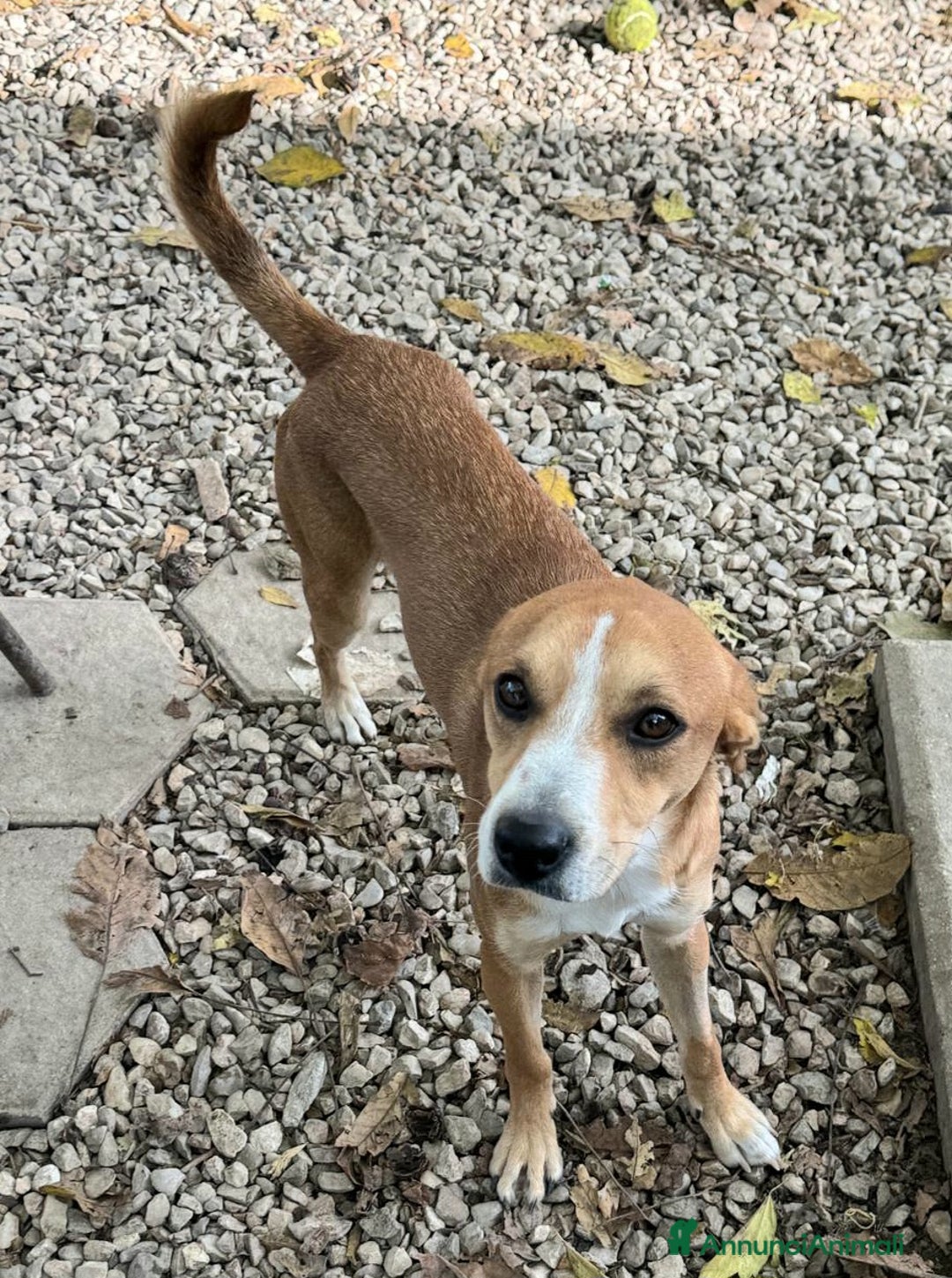 Meticcio cani in regalo: Anacleto 7 mesi taglia media piccola  - Annuncio 2