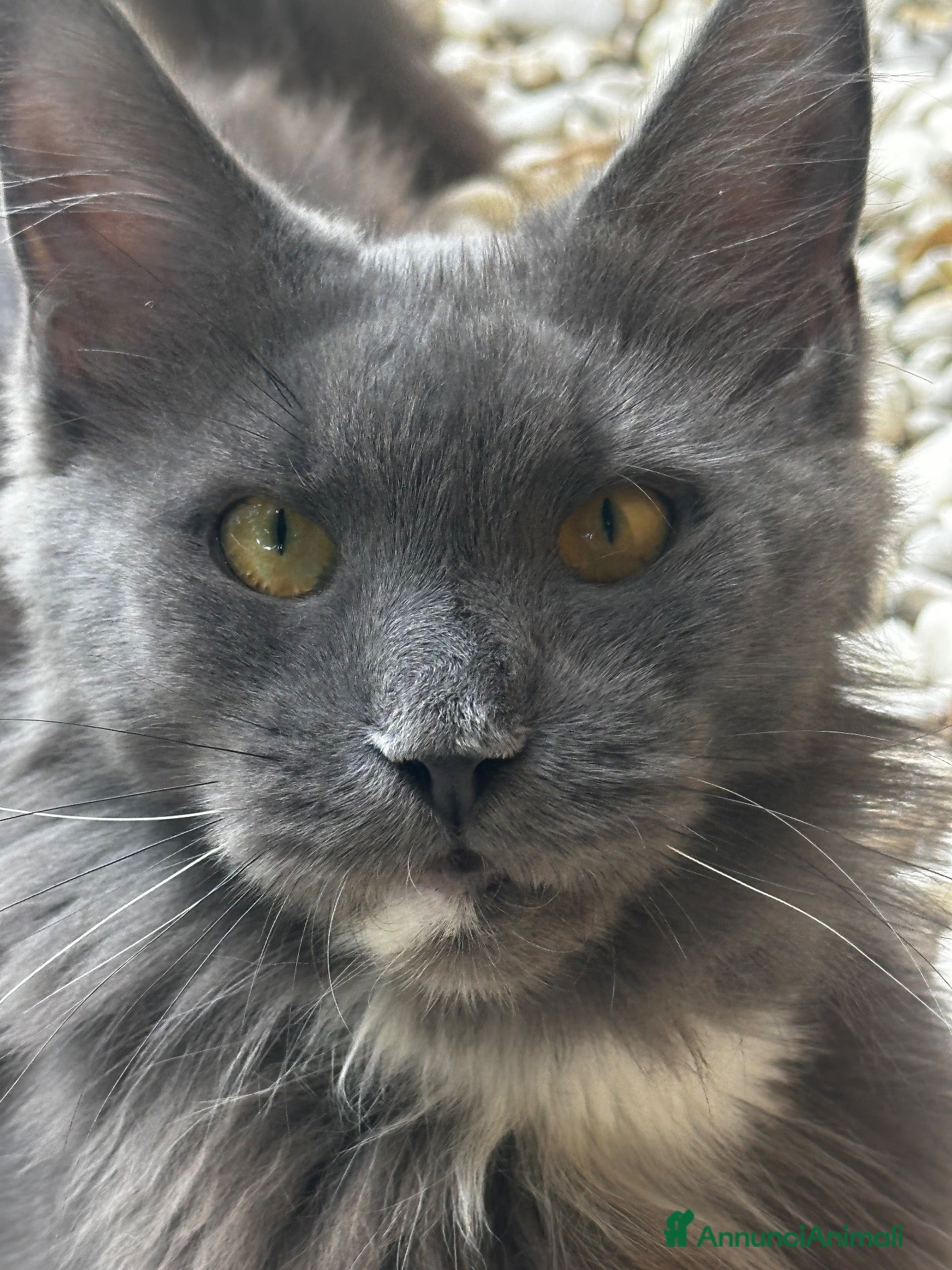 Maine Coon gatti Cuccioli Maine Coon Blue  - Annuncio 5